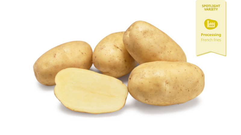 spotlight aardappelras