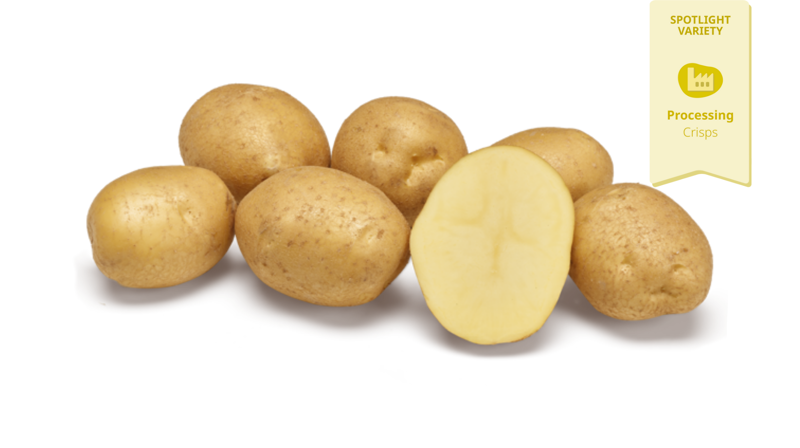 spotlight aardappelras